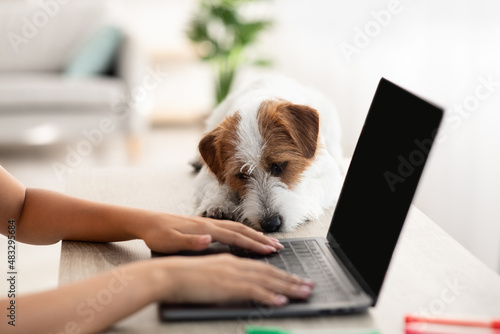 Jack russel terrier dog laying by typing on laptop owner