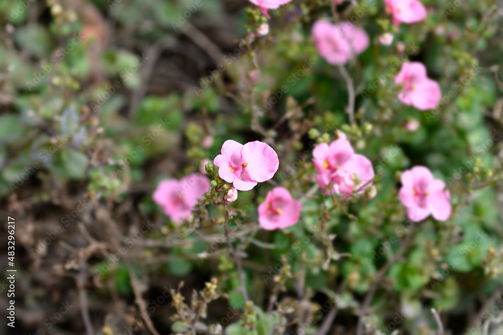 Fototapeta premium Twinspur