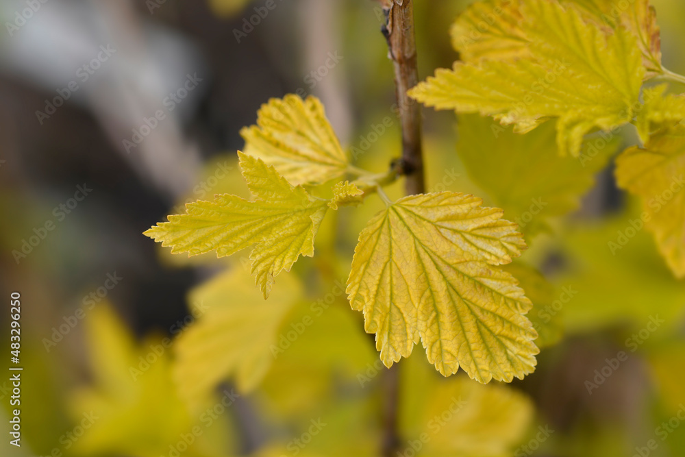 Ninebark Luteus Ninebark Luteus