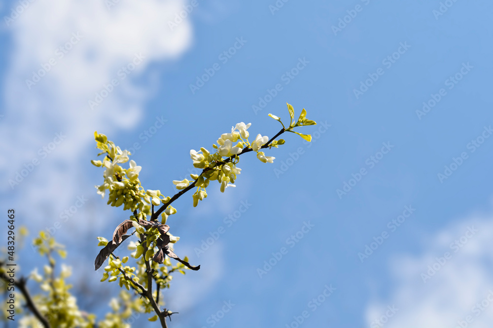 White Judas tree White Judas tree