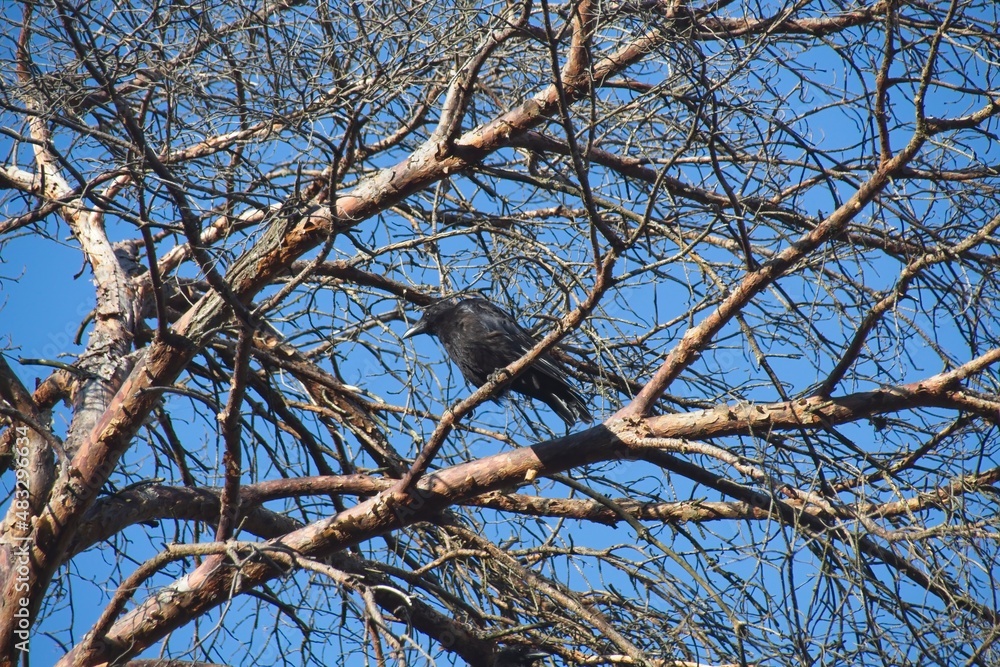crow on a branch crow on a branch