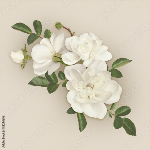 White rose flowers and green leaves in a floral arrangement on beige