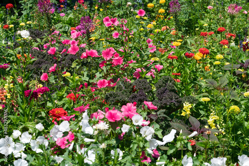 Fototapeta Naklejka Na Ścianę i Meble -  Colorful flower garden in spring