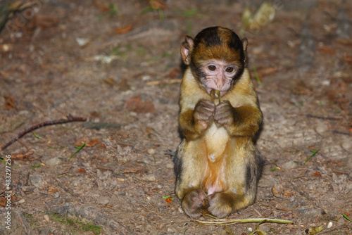 Berberaffe   Barbary macaque   Macaca sylvanus.