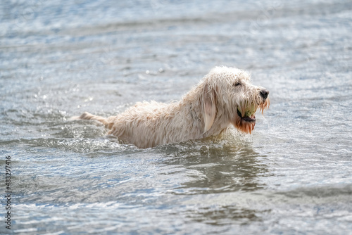 Labradoodle dog playing in a lake. White dog swims in the water.Yellow ball in its mouth © Dasya - Dasya