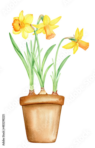 Watercolor hand drawn bright daffodils  spring flowers in pot   isolated illustration on white background. 