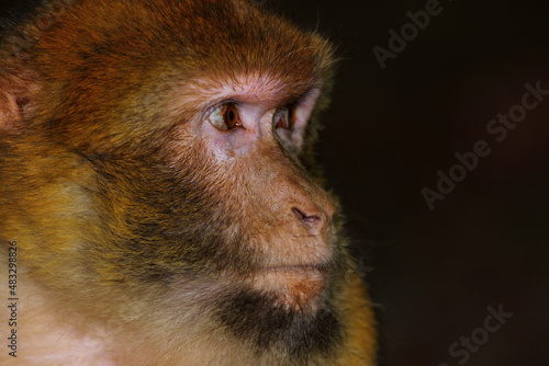 Berberaffe / Barbary macaque / Macaca sylvanus photo