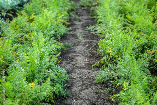 Raised garden bed with green carrot leaves showing from the ground. Cultivation of ecologically clean carrots on eco beds.