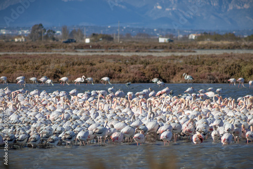 Flamingos in Delta Ebro natural park, Tarragona, Catalonia, Spain. Birdwatching.