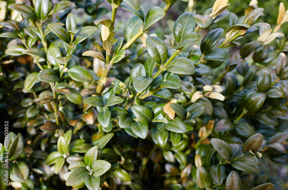 Close-up of evergreen bush boxwood in the garden. Boxwood wall in natural conditions. Family name Buxaceae, Scientific name Buxus. Selective focus with shallow depth of field Close-up of evergreen bush boxwood in the garden. Boxwood wall in natural conditions. Family name Buxaceae, Scientific name Buxus. Selective focus with shallow depth of field
