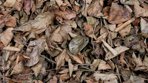 brown dry leaves on the ground for background and wallpaper