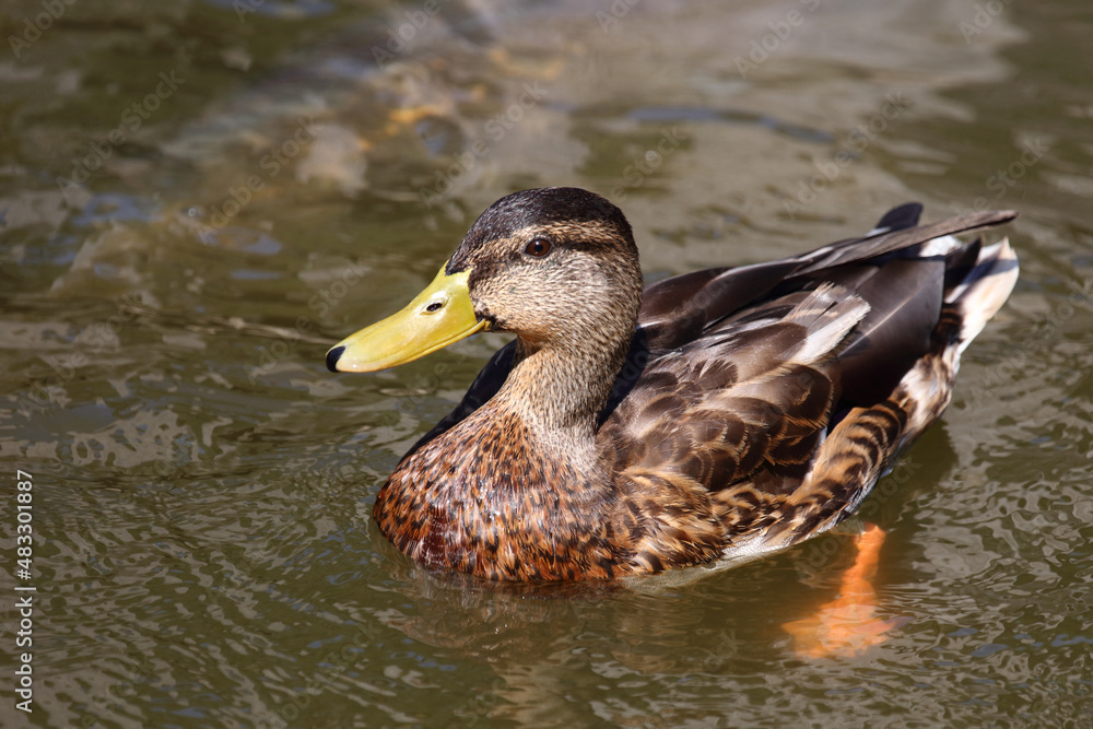 Stockente / Mallard / Anas platyrhynchos.. Stockente / Mallard / Anas platyrhynchos..