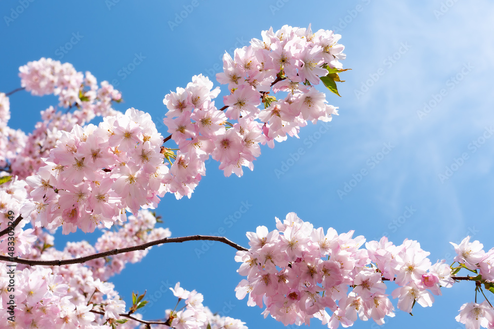 Japanese cherry blossom in spring season