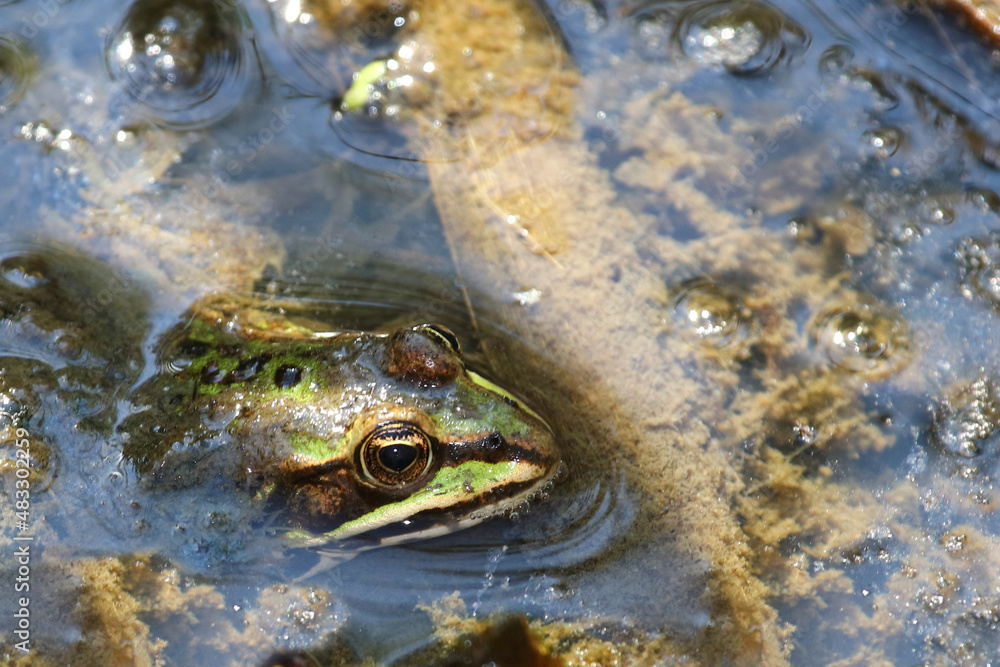 Teichfrosch / Edible frog / Pelophylax esculentus Teichfrosch / Edible frog / Pelophylax esculentus