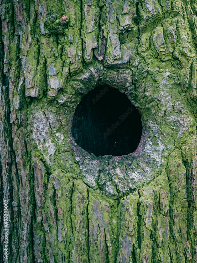 Wall Mural bird hollow in a tree covered with moss