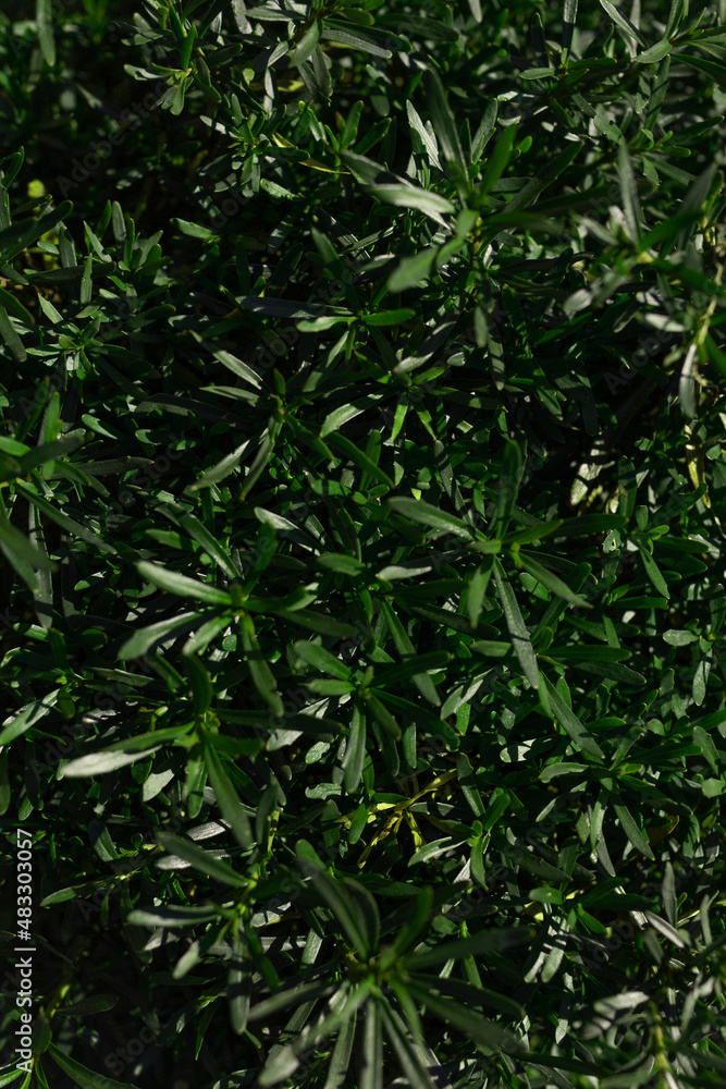 Background of long green leaves of shrub Background of long green leaves of shrub