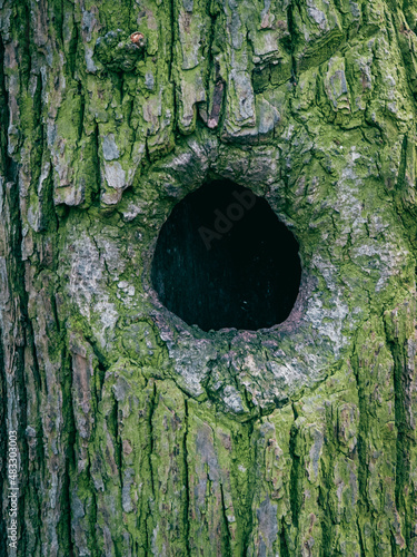 bird hollow in a tree covered with moss
