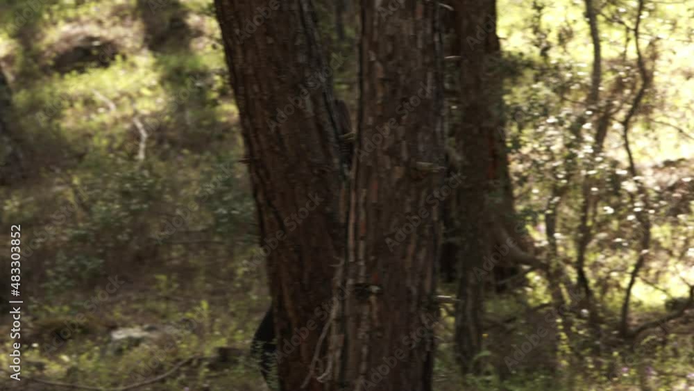Young brunette in black clothes, action tracking shot of running in the woods Young brunette in black clothes, action tracking shot of running in the woods