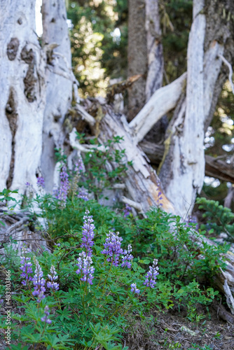 Un arbre vieux et des fleurs violettes