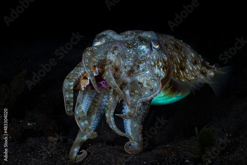 Broadclub Cuttlefish - Sepia latimanus, feeding on a crab. Underwater night life of Tulamben, Bali, Indonesia.