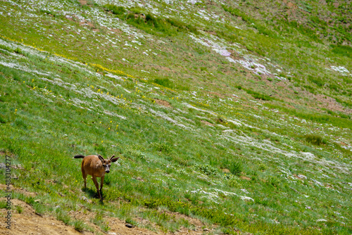 Un jeune cerf sur une montagne
