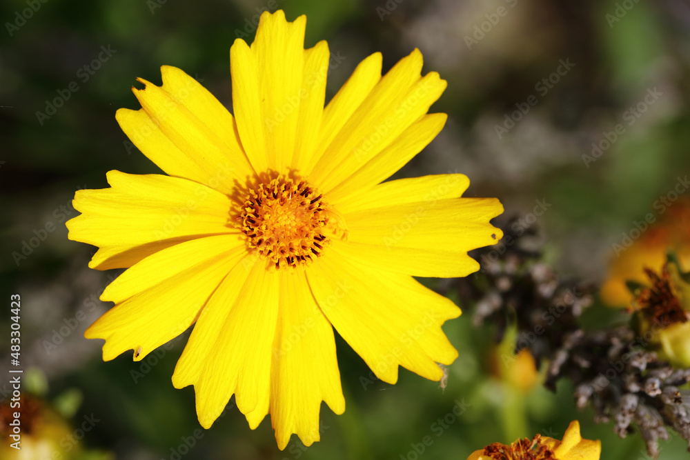 Blume / Flower / Flos