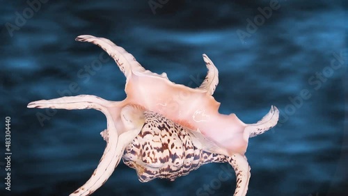 video of a Lambis Truncata shell turning as if floating on water at the bottom of the sea