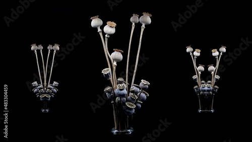 video of some branches with opium poppy buds rotating with 2 groups rotating on each side on a black background