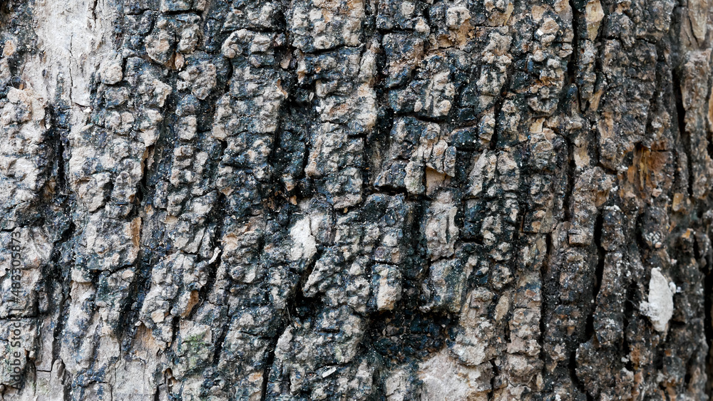 Wood texture background. Rough surface of old table with nature pattern. Black rustic wood for backdrop. Wood texture background. Rough surface of old table with nature pattern. Black rustic wood for backdrop.