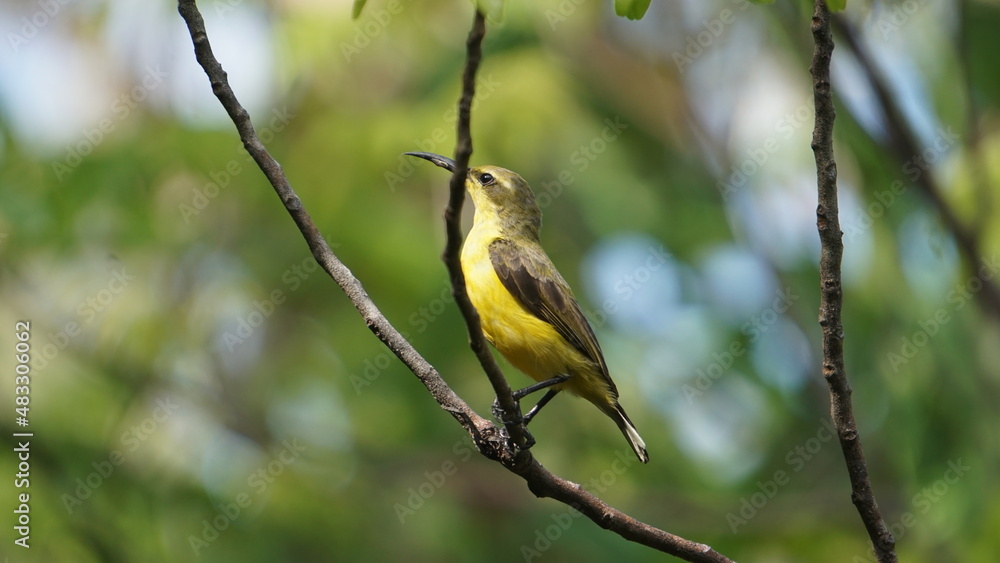 Sunbird Sunbird