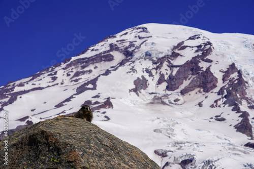 Un marmotte sur une montagne © Guillaume