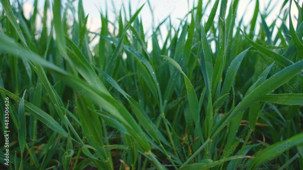 Close-up view low angle shoot of beautiful fresh green leaves of plants growing outdoor. Abstract natural 4k stock video background. Winter crops concept Close-up view low angle shoot of beautiful fresh green leaves of plants growing outdoor. Abstract natural 4k stock video background. Winter crops concept
