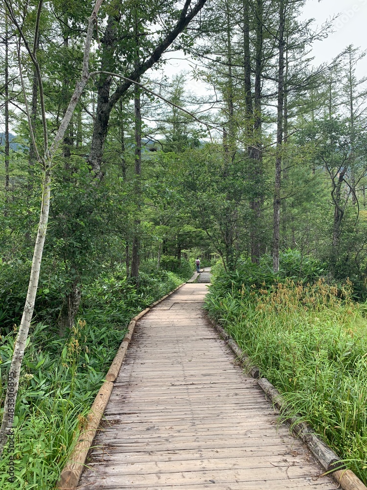Fototapeta premium path in the forest