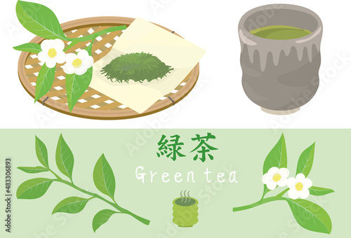 Vector illustration of green tea, dried tea leaves and fresh leaves.