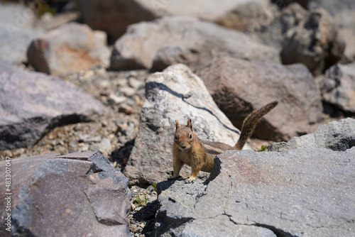 Un écureuil sur des pierres