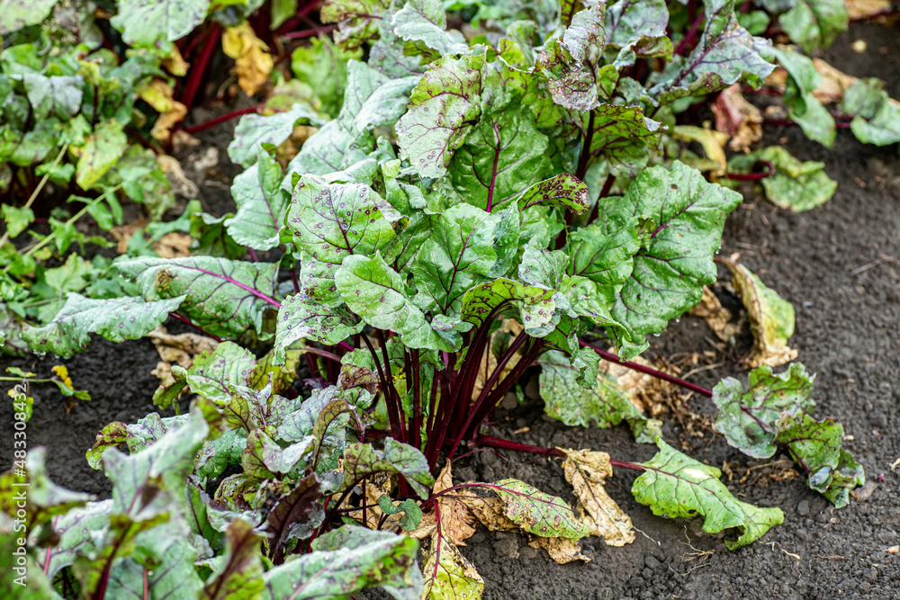 Row of green young beet leaves growth in organic farm. Row of green young beet leaves growth in organic farm.