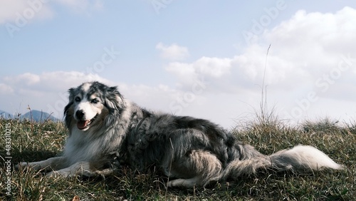 Dog on Mountain