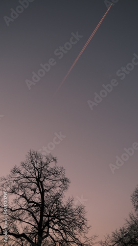 Tree and Twilight Sky