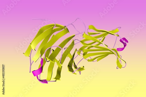 Crystal structure of human galectin-14, a sugar binding protein. Ribbons diagram in secondary structure coloring based on protein data bank entry 6k2z. 3d illustration photo