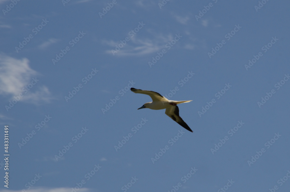 Fototapeta premium Red-footed booby