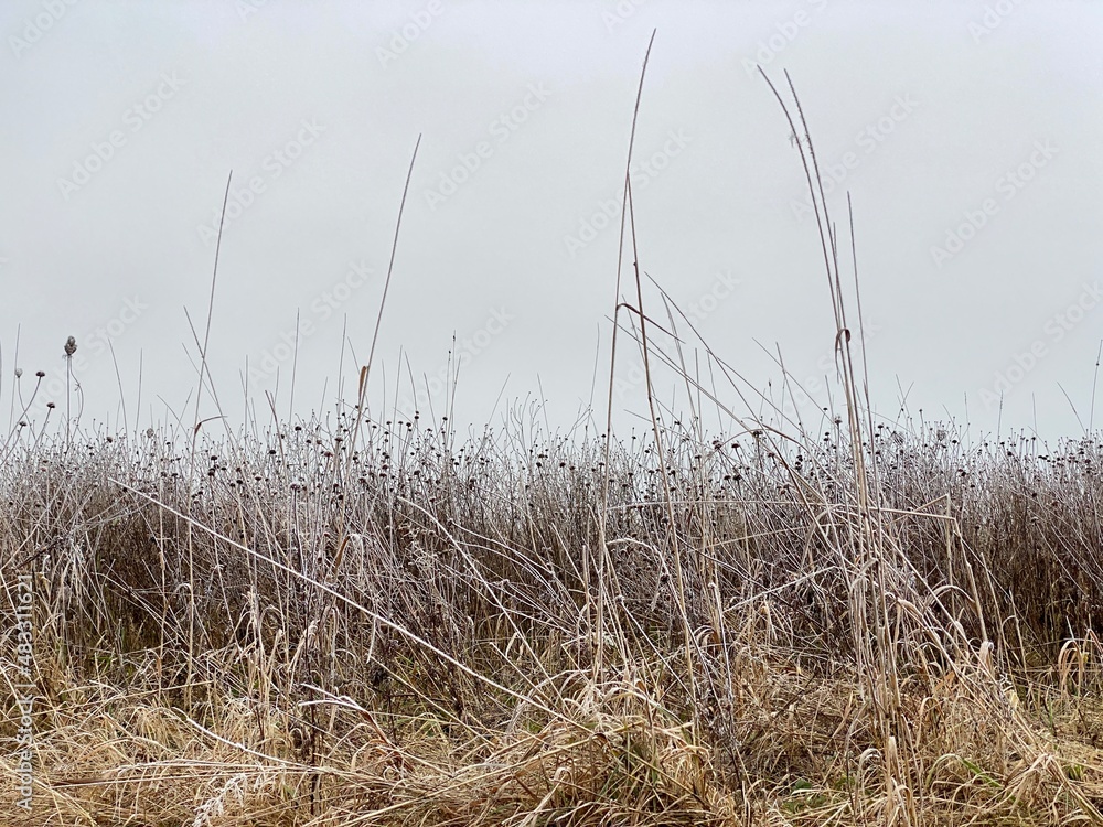 Obraz premium Trockenes Gras mit Raureif überzogen auf ebener Anhöhe, Himmel, 
