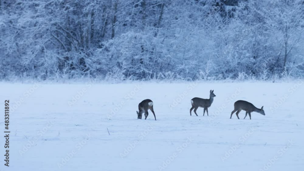 Roe deer on a snowy field during a winter evening in Estonia, Northern Europe Roe deer on a snowy field during a winter evening in Estonia, Northern Europe