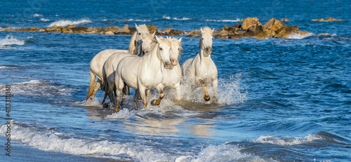 Fototapeta Naklejka Na Ścianę i Meble -  White Camargue horses galloping on the blue water of the sea with splashes and foam. France.