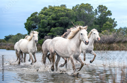 White Camargue Horses galloping through water. Parc Regional de Camargue - Provence  France