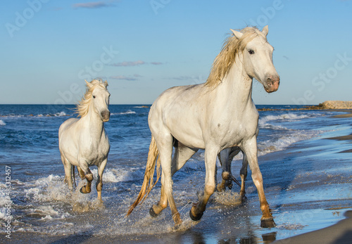White Camargue horses galloping on the blue water of the sea with splashes and foam. France.