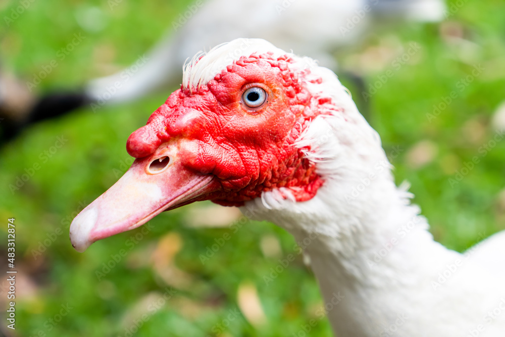 White muscovy duck with red face. Close up on green grass farm backyard White muscovy duck with red face. Close up on green grass farm backyard