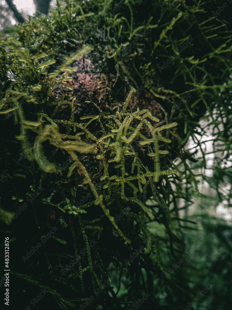 Fotos de flora y fauna de panama Stock Photo | Adobe Stock