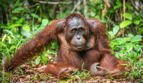A close up portrait of the Bornean orangutan (Pongo pygmaeus). Wild nature. Central Bornean orangutan ( Pongo pygmaeus wurmbii ) in natural habitat. Tropical Rainforest of Borneo.