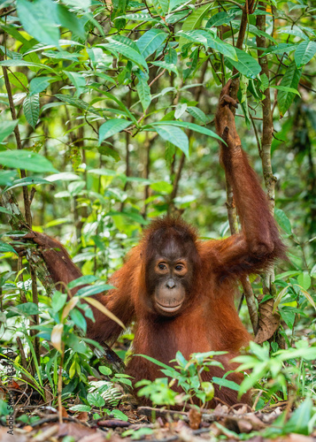 A close up portrait of the Bornean orangutan  Pongo pygmaeus . Wild nature. Central Bornean orangutan   Pongo pygmaeus wurmbii   in natural habitat. Tropical Rainforest of Borneo.