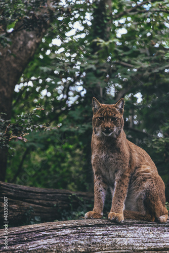 lynx without fear lynx in the forest  wild life